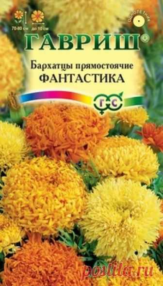 Семена. Бархатцы прямостоячие 