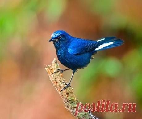 Белохвостая горная зарянка