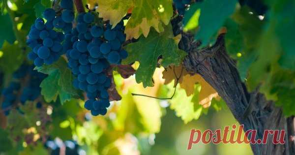 Что посадить под виноградом можно, а что нельзя Что делать, если дачный участок маленький, а планов по посадке культур у вас громадье? Ответ один – сажать одни растения рядом с другими. Только делать это надо с умом, иначе культуры-соседи просто уничтожат друг друга. Сегодня говорим о винограде.