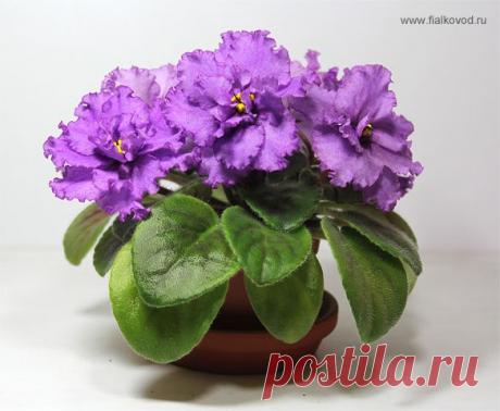 Купить Фиалки (сенполии), фото и описания фиалок, форум о фиалках