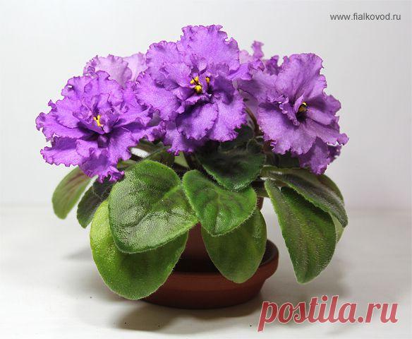Купить Фиалки (сенполии), фото и описания фиалок, форум о фиалках