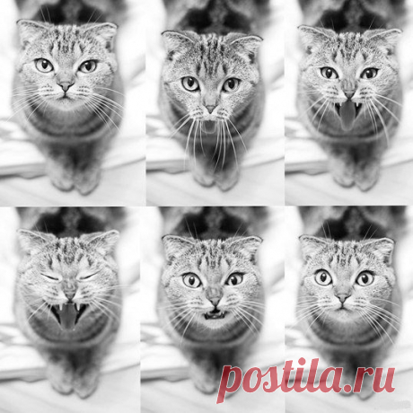 Процесс зевания кошки :3 / Взлом логики