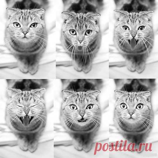 Процесс зевания кошки :3 / Взлом логики