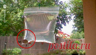 Гениальное устройство, чтобы избавиться от надоедливых мух и комаров! ...