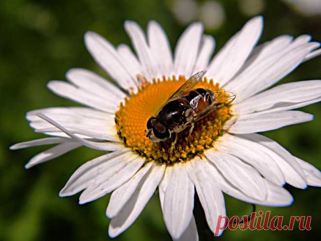 Сбор нектара