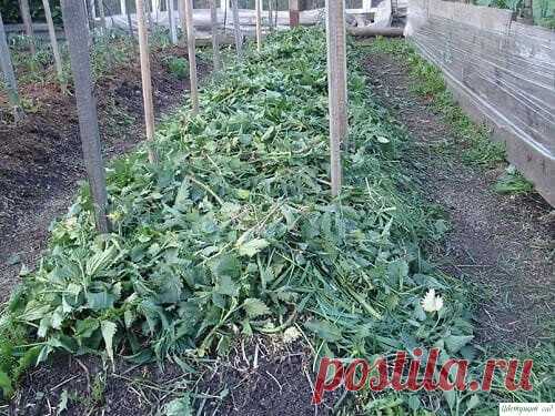 Мульча из крапивы для огурцов и не только.