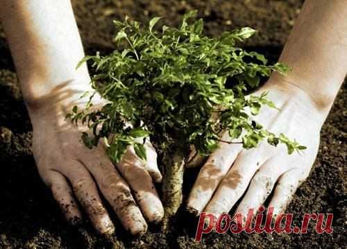 Когда лучше сажать деревья и кустарники?