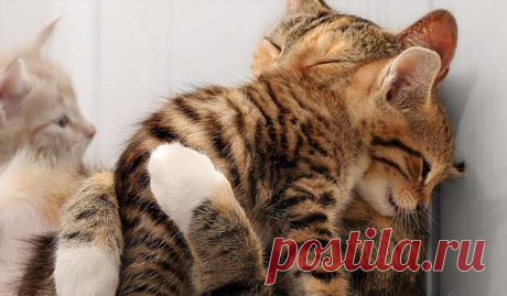 Нежный юмор для девушек и женщин. Подборка картинок и фото №lublusebya-01020128122019 | Люблю Себя