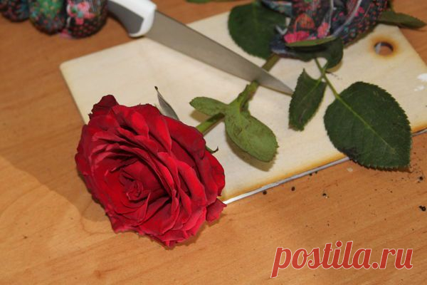 Как укоренить розу из букета — 6 соток