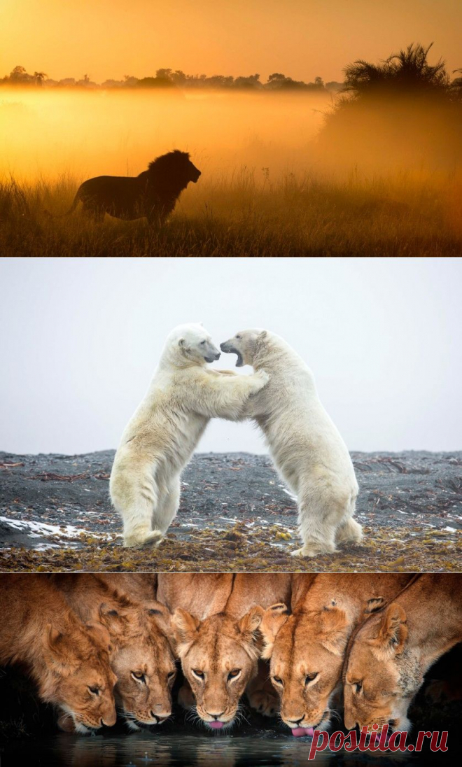 Редкие кадры из жизни дикой природы — Наука и жизнь