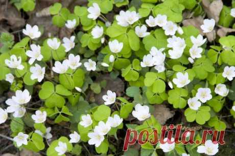 Необычная кислица. Посадка. Уход / Моя дача на удачу! / 7dach.ru