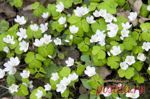 Необычная кислица. Посадка. Уход / Моя дача на удачу! / 7dach.ru