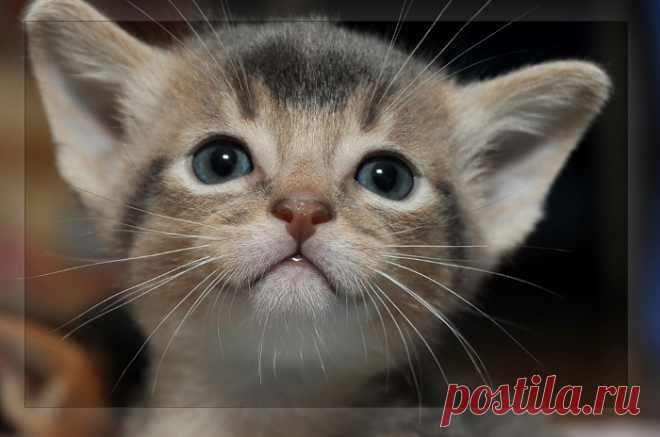 Фото Милый котёнок, страница