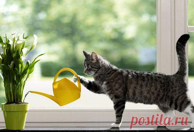 Обои кот, подоконник, лейка, юмор на рабочий стол - картинки с раздела Животные