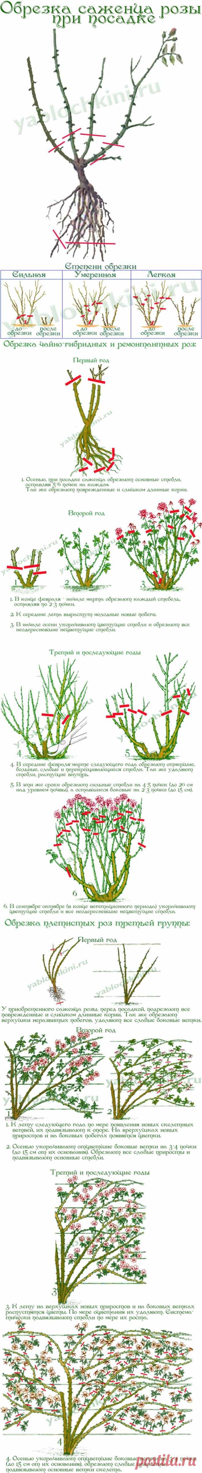 Формирование и обрезка роз |
