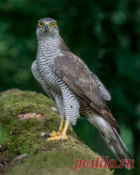 Goshawk_(18266896993).jpg (2304×2880)