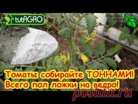ПОДКОРМКА ТОМАТОВ ПОСЛЕ ВЫСАДКИ: моя секретная подкормка на вторую кисть. Кисти идут одна за одной.
