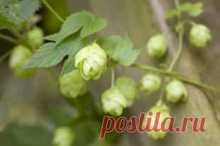 Хмель обыкновенный: свойства, польза и лечебное применение | Полезные инструкции от aif.ru