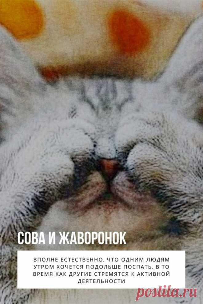 Сова и жаворонок – две противоположности, которые иногда отрицают друг друга. Нередки случаи обвинения сов в лени и безответственности, нежелании подчиняться природным правилам. Сегодня специалисты утверждают, что вполне естественно, что одним людям утром хочется подольше поспать, в то время как другие стремятся к активной деятельности. Биоритмы людей часто не совпадают, поэтому в браке между партнерами обнаруживается несметное количество разногласий. Чтобы постараться понять друг друга, придетс