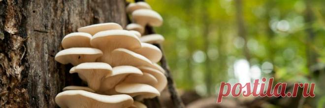 Грибы вешенки : Квашеные грибы, заготовка на зиму