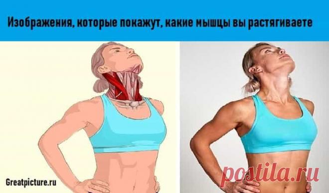 18 изображений, которые наглядно покажут, какие мышцы вы растягиваете. 

 

Важно: обращайте внимание на свое дыхание и на то, чтобы растяжка не вызывала никакой боли. Удерживайте каждое положение от 10 до 30 секунд.Изображения, которые покажут, какие мышцы вы растягивае…