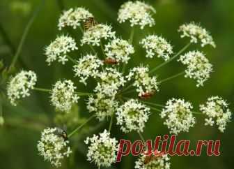 Ядовитые растения, которые лечат рак