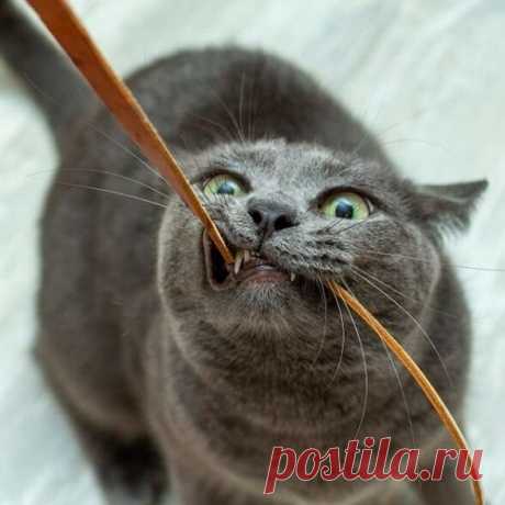 Кототерапия. Подборка забавных фото котов для хорошего настроения. Улыбнитесь! )) | Мечтательная кошка | Яндекс Дзен
