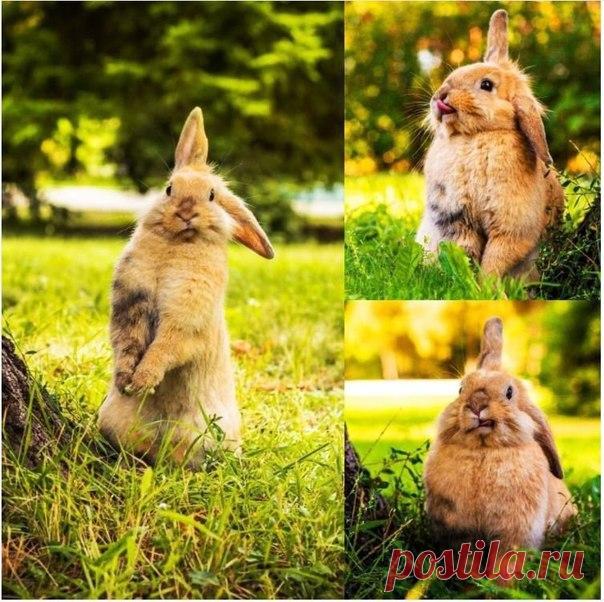Очень фотогеничная крольчиха ￼☺