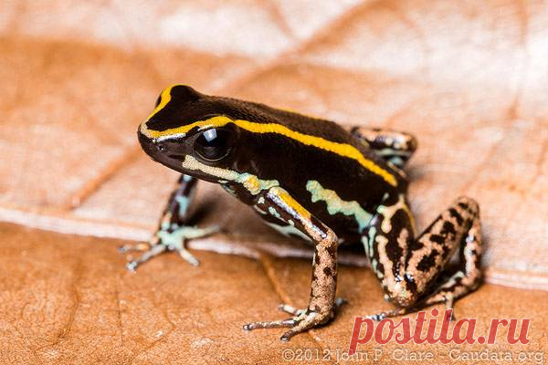 Очаровательный листолаз (Phyllobates lugubris)
