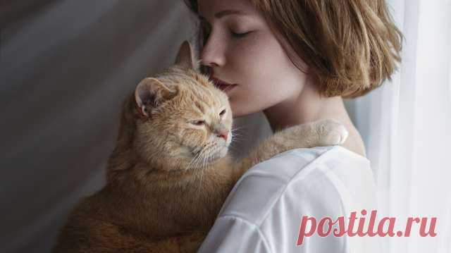 5 причин завести кота и сэкономить этим кучу денег на психологе — Гармония в тебе