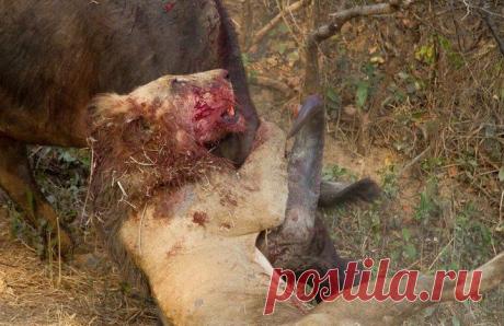 Трагическая схватка льва и буйвола
