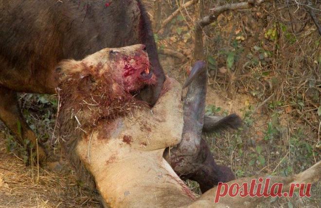 Трагическая схватка льва и буйвола
