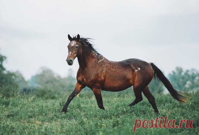 🐎Фото лошадей🐎➁⓪➀➆