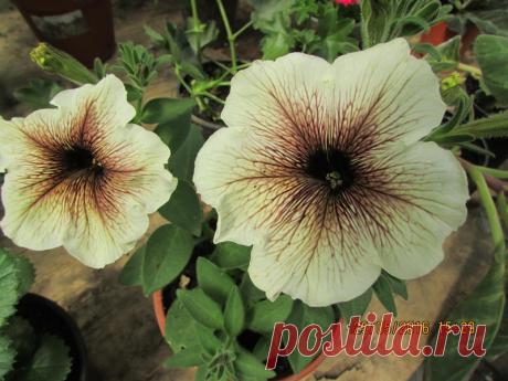 Петуния - хвастаемся цветущими растениями - Страница 15 - Форум цветоводов Фрау Флора