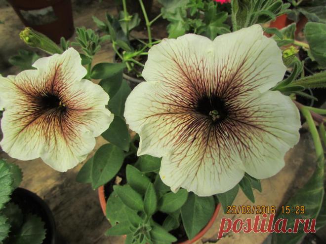 Петуния - хвастаемся цветущими растениями - Страница 15 - Форум цветоводов Фрау Флора