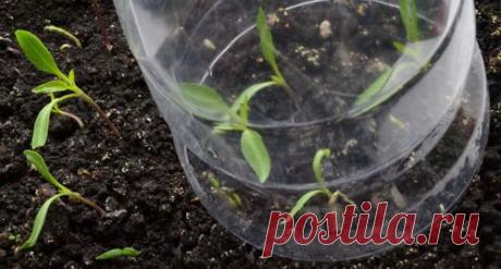 Парник из пластиковых бутылок - минипарник для рассады и теплица из пластиковых бутылок |