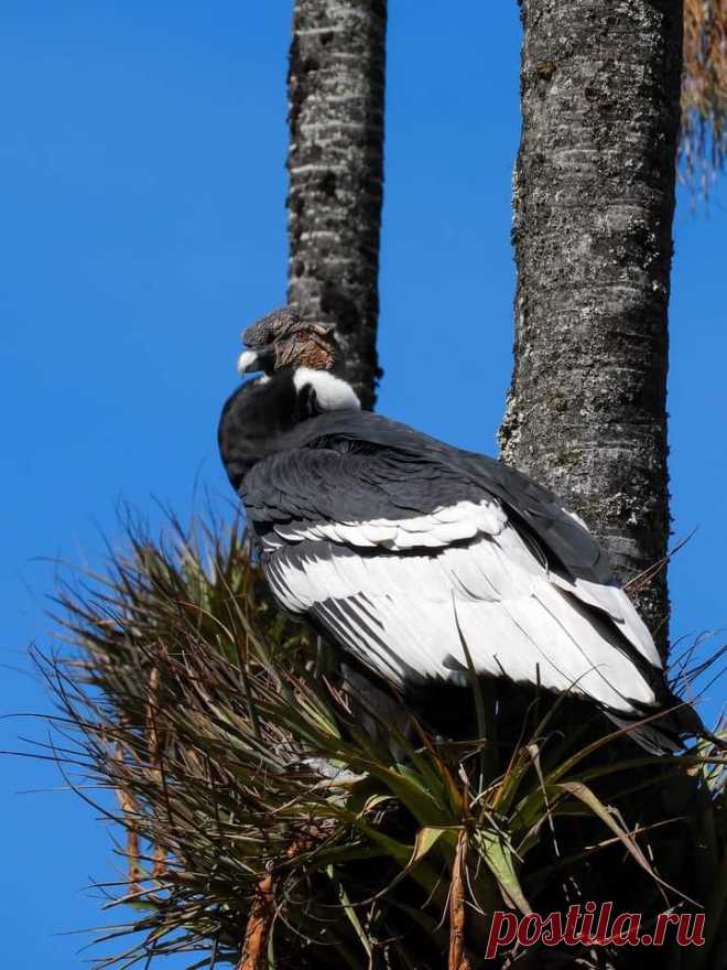 Condor dos Andes, a maior ave voadora do mundo