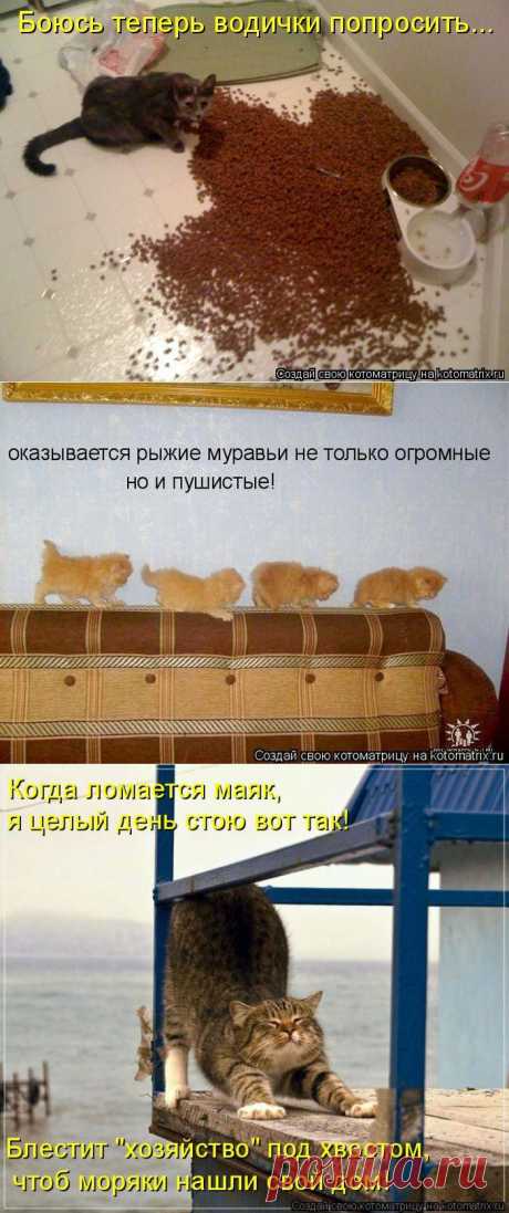 Лучшие котоматрицы.