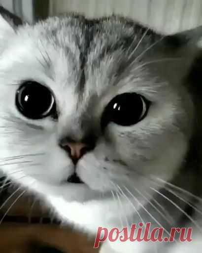 This Pin was discovered by Pets. Discover (and save!) your own Pins on Pinterest.