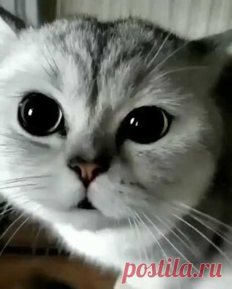 This Pin was discovered by Pets. Discover (and save!) your own Pins on Pinterest.