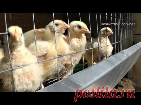 Выращивание бройлеров своими руками от 9 до 80 суток. - YouTube