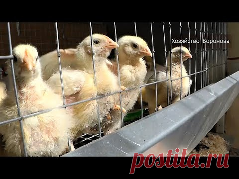 Выращивание бройлеров своими руками от 9 до 80 суток. - YouTube