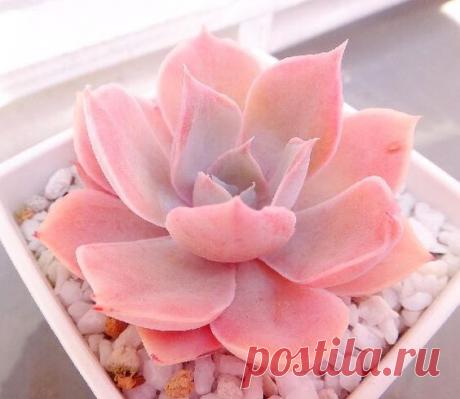 Foliage, leaves, ferns, greenery, undergrowth, overgrown, botanical,