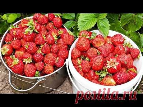 82.Клубника. Как заложить грядку только из женских кустов.