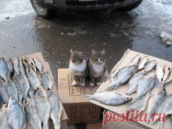 Рыбнадзор)))