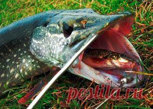 Рыбалка видео: Ловля щуки в мае на живца