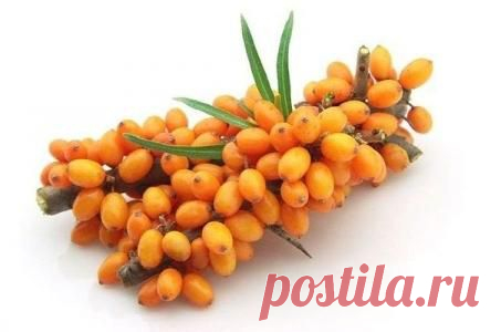 15 фактов о пользе облепихи