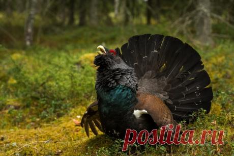 Глухарь в дикой природе - Красивые открытки и картинки