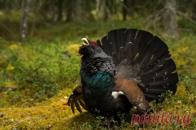 Глухарь в дикой природе - Красивые открытки и картинки