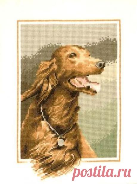 Красный сеттер..